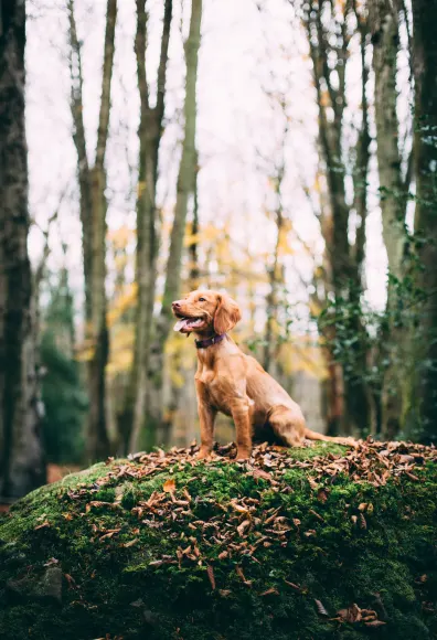 Dog sitting in a forest on top of a hill. 